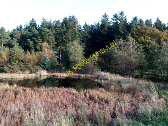 Photo 6"x4" Pond, Hare Laws Darnhall Mains c2006