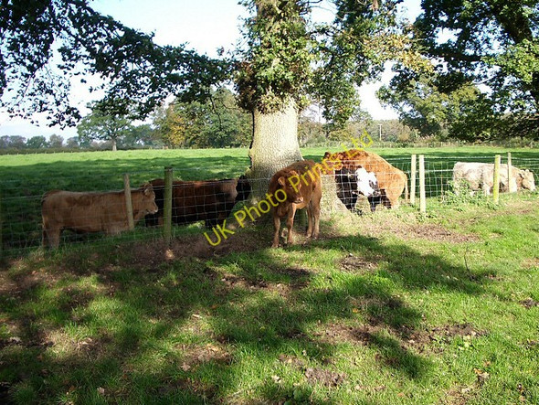Photo 6"x4" Bullocks in dappled shade Walton\/NY5264 c2006