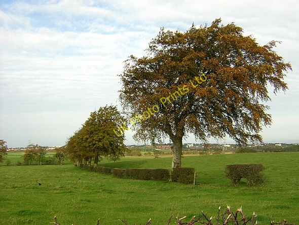 Photo 6"x4" Autumnal Tree Beside Langlands Road Auldhouse c2006