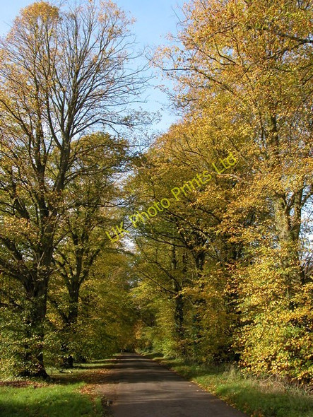 Photo 6"x4" Autumn colours at Chavenage Green Chavenage Green c2006