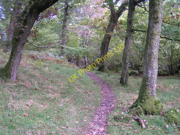 Photo 6"x4" Wood near Burnbanks Bampton\/NY5118 c2006