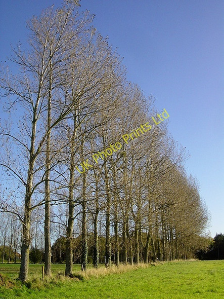 Photo 6"x4" Poplar row, Gresham Gresham c2006