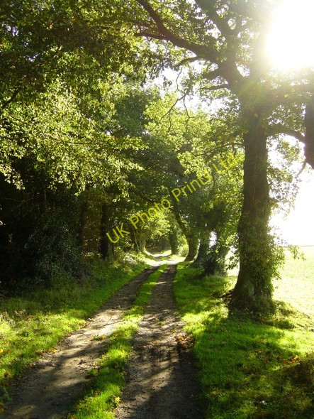 Photo 6"x4" The track beside Old Wood Plumstead Green\/TG1234 c2006