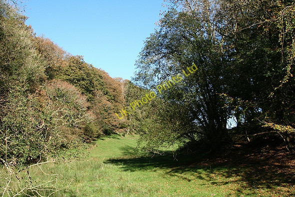Photo 6"x4" Twitchen: Pulham Wood Bickingcott c2006