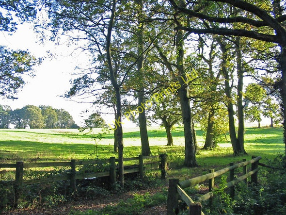 Photo 6"x4" Oaks on the edge of pasture Alderholt Dorset Daggons c2006