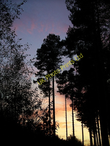 Photo 6"x4" Sunset & pines Kings Clipstone c2006