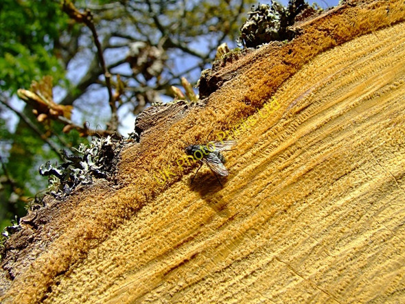 Photo 6"x4" The Big Burn walk close to Golspie Backies\/NC8302 c2007 P3