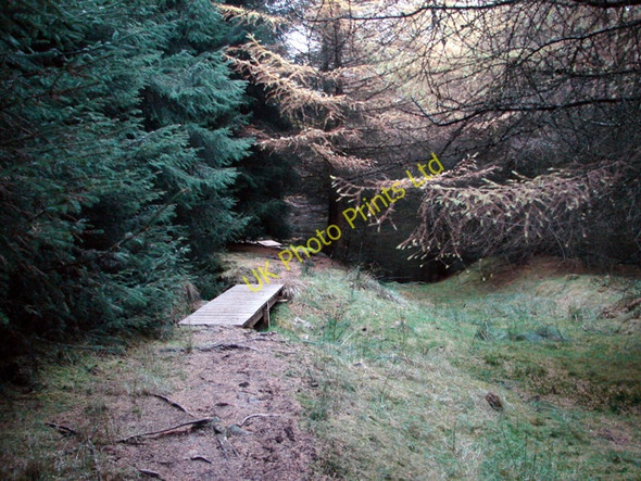 Photo 6"x4" Footbridge in forestry at Mossy Bottom Stone House\/SD7785 c2006