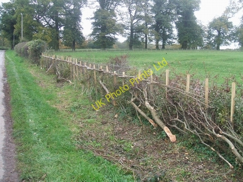 Photo 6"x4" Traditional hedging Coldham\/SJ8508 c2006