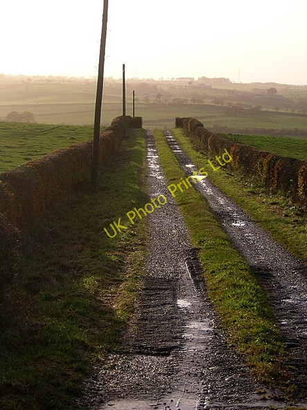 Photo 6"x4" Track Leading to Overwood Draffan c2006