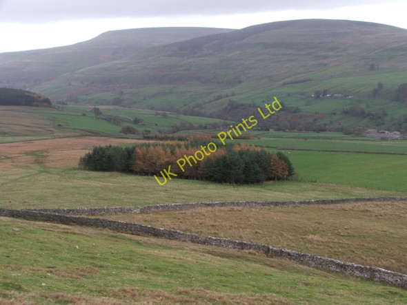 Photo 6"x4" Small Plantation near Wildgath End. Walden c2006