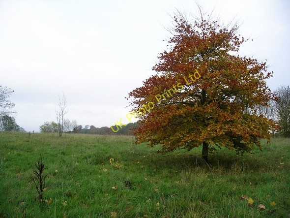 Photo 6"x4" Young beech tree Heanor c2006