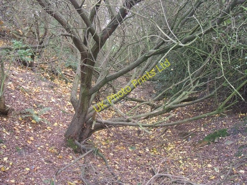 Photo 6"x4" Bed of the Wyrley Branch Canal Cheslyn Hay c2006