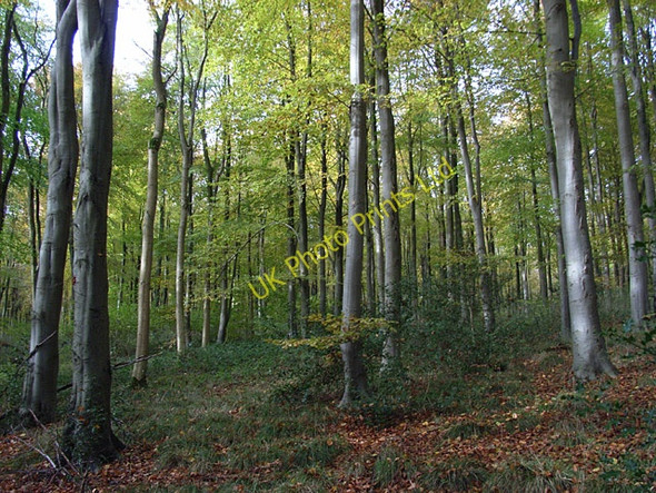Photo 6"x4" West Woods Clench Common c2006
