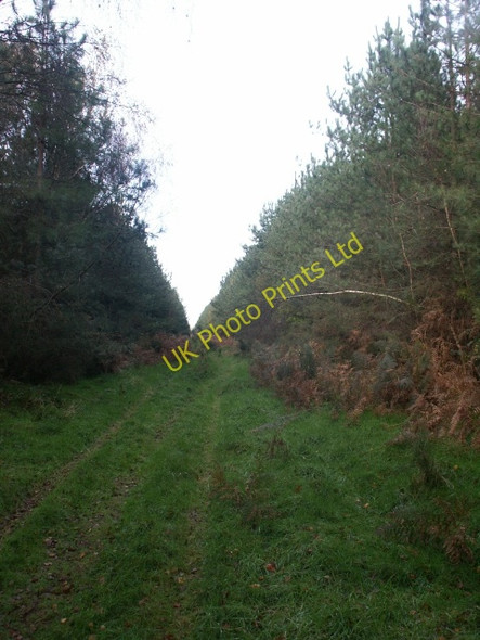 Photo 6"x4" Forest track, near Two Mile Bottom Santon Downham c2006