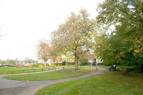 Photo 6"x4" Dangerous Black Pear Tree, Cripplegate Park, Worcester Worcester c2006