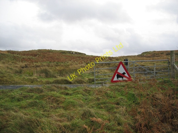 Photo 6"x4" Nae Sheep Caroy c2006