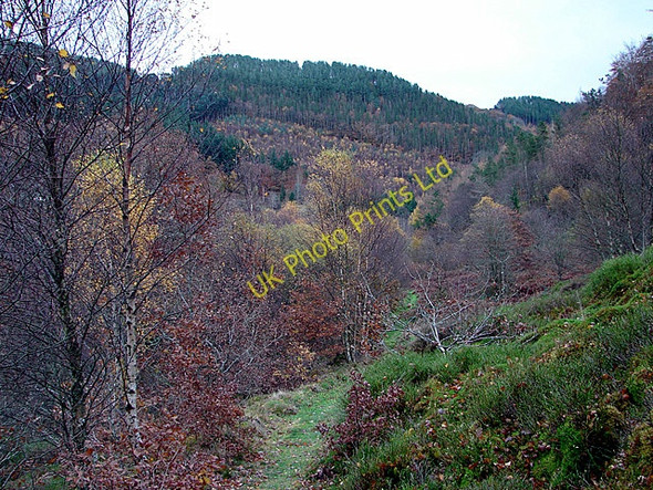 Photo 6"x4" Path through Cwm Rheidol Devil's Bridge\/Pontarfynach c2006 P1
