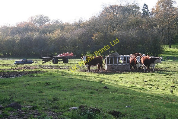 Photo 6"x4" Herefords, Risbury Risbury\/SO5555 c2006