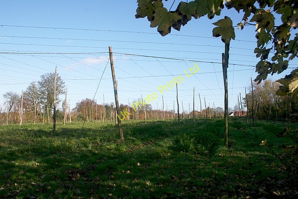 Photo 6"x4" Hop Field in November Risbury\/SO5555 c2006