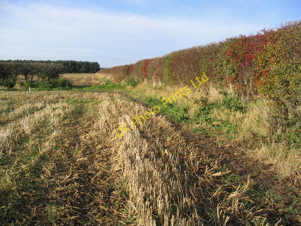 Photo 6"x4" Stubble field and hedge Coldstream\/NT8439 c2006