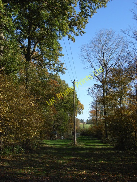 Photo 6"x4" Wallfield Copse East Green\/SU7944 c2006 P1