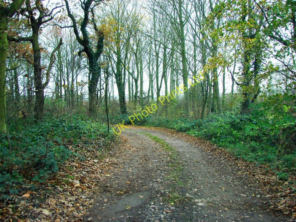 Photo 6"x4" Track  through the woods leading down from Lounds Hill Brodsworth c2006