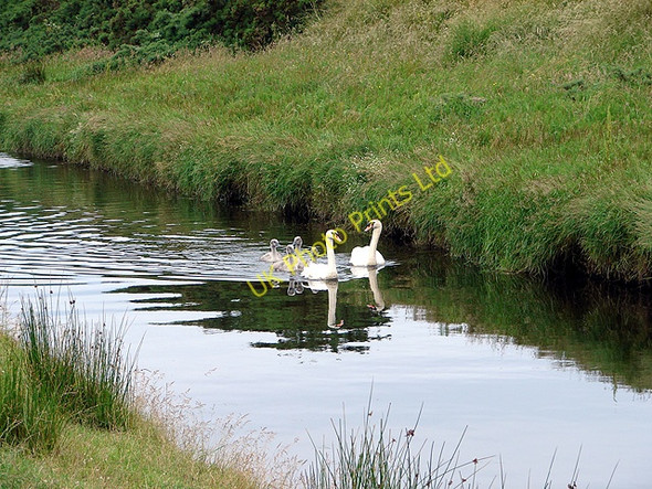 Photo 6"x4" The swan family out for an afternoon swim Tywyn\/SH5800 c2006
