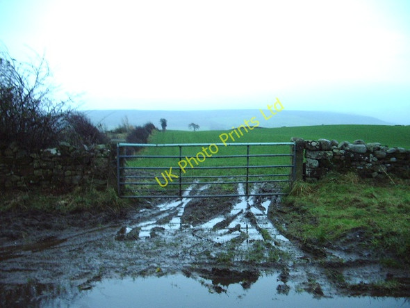 Photo 6"x4" Muddy gateway, to a field of winter barley Albyfield c2006