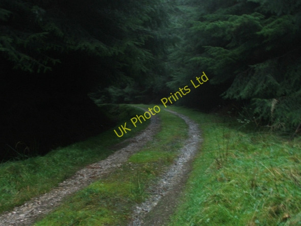 Photo 6"x4" Forest Track in Raydale. Stalling Busk c2006