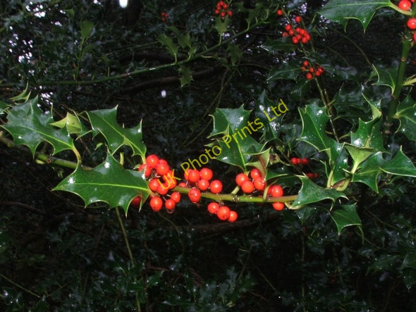 Photo 6"x4" Holly Branch in Raydale. Stalling Busk c2006