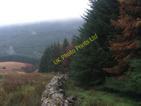 Photo 6"x4" Little Fell Plantation. Oughtershaw c2006