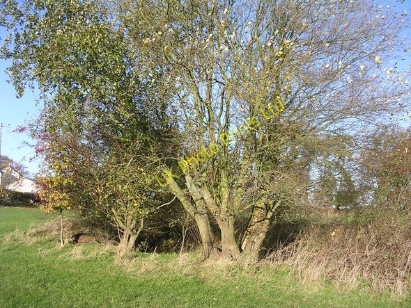 Photo 6"x4" Overgrown pond Greenway\/SO7470 c2006