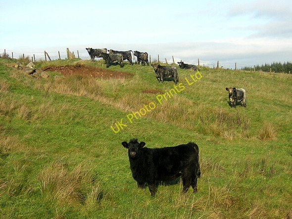 Photo 6"x4" Suspicious Cattle Douglas Water\/NS8736 c2006