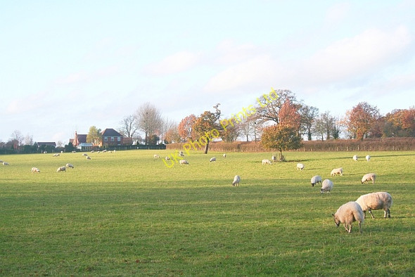 Photo 6"x4" Pasture near Moorcroft Farm Colwall c2006