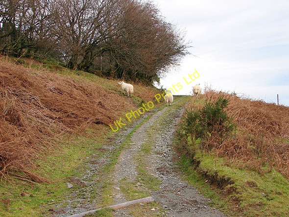 Photo 6"x4" Track to Beili Farm Glynhafren c2006