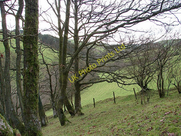 Photo 6"x4" Woodland and pasture in Cwm Bronfelen Glynhafren c2006
