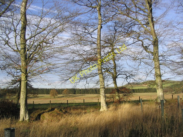 Photo 6"x4" Beech Trees Fans c2006