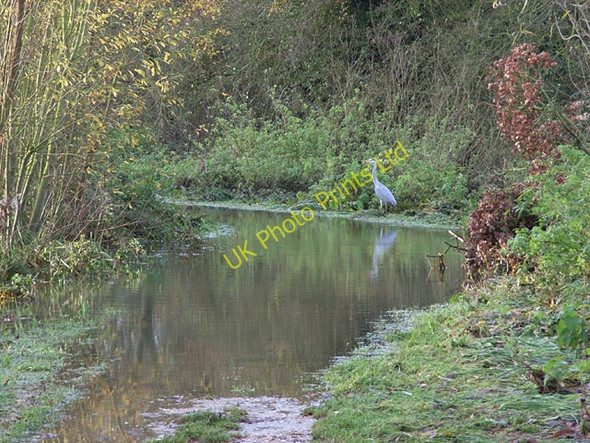Photo 6"x4" Heron and flooded footpath, Dinton Pastures Merryhill Green c2006