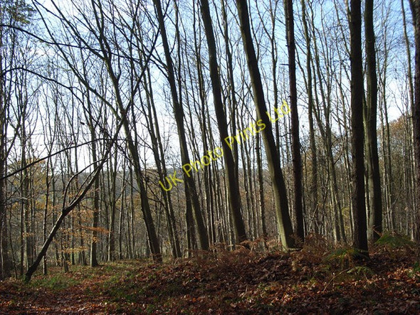 Photo 6"x4" Woods, Ashley Hill Knowl Hill\/SU8279 c2006