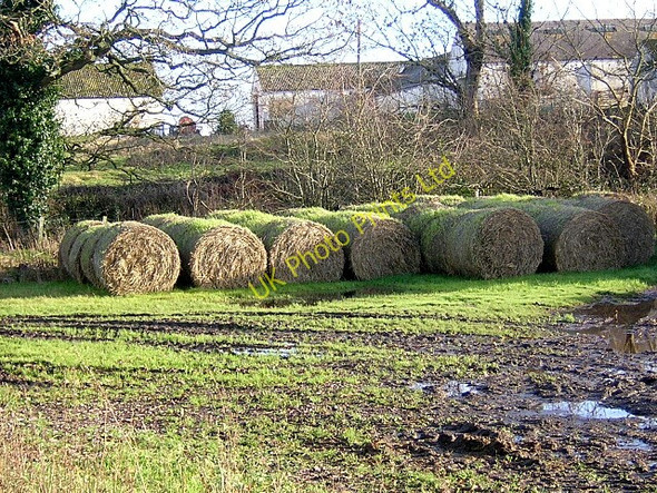 Photo 6"x4" Sprouting Bales Nethermill\/NY0487 c2006