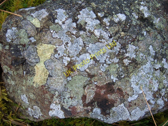 Photo 6"x4" Map Lichen (Rhizocarpon geographicum) Oxgangs c2006