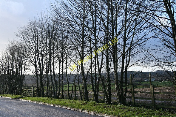 Photo 6"x4" Widworthy: lane to recycling centre Cleave\/ST2000 c2006