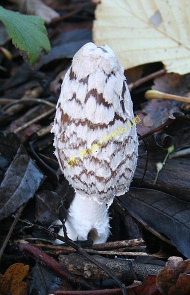Photo 6"x4" Shaggy Inkcap in December Upper Welland c2006