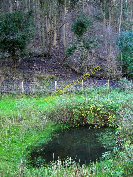 Photo 6"x4" Small Pond, Malling Down Nature Reserve Lewes c2006