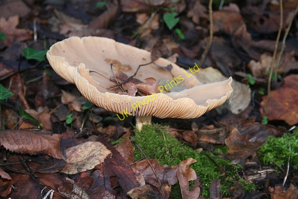 Photo 6"x4" Collybia Butyracea ? Upper Welland c2006