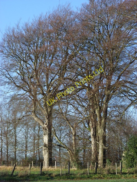 Photo 6"x4" Beeches, Wayland's Smithy Ashbury\/SU2685 c2006