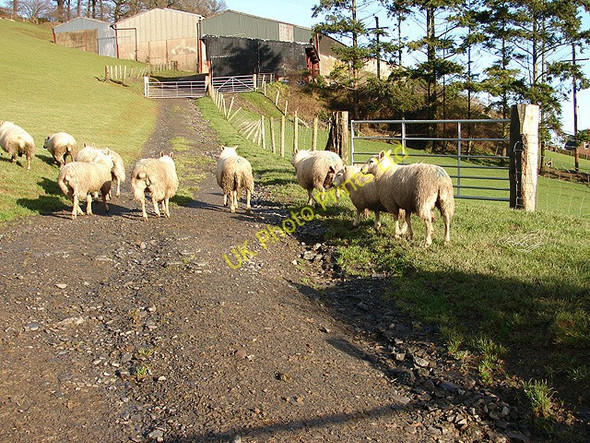 Photo 6"x4" Sheep at Rhiwbrongelly Farm Llanidloes c2006