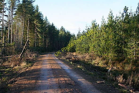 Photo 6"x4" Forest Road Orton\/NJ3153 c2006