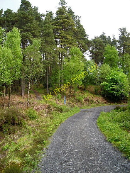 Photo 6"x4" Kirroughtree Forest Stronord c2007
